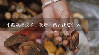 平菇栽培技术：栽培平菇要注意什么