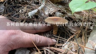 茶树菇那个磨菇头下面一层白色的东西是什么?