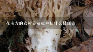 在南方的农村养殖或种植什么最赚钱?