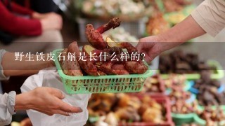 野生铁皮石斛是长什么样的?