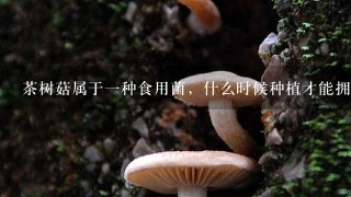 茶树菇属于一种食用菌，什么时候种植才能拥有高产量