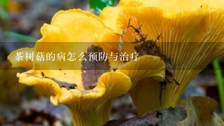 茶树菇的病怎么预防与治疗