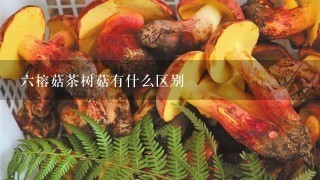 六榕菇茶树菇有什么区别