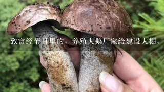 致富经节目里的，养殖大鹅厂家给建设大棚，一个棚里养一千只，一次出栏可以挣六七万，是真的吗？