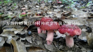 万源竹峪镇包台村种植金耳菌是骗局吗