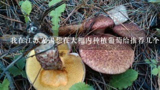 我在江苏无锡想在大棚内种植葡萄给推荐几个品种呗