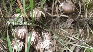 茶树菇炖鸡汤