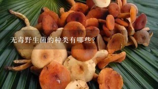 无毒野生菌的种类有哪些？