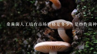 桑黄菌人工培育市场价格是多少？是炒作菌种还是真的有市场？