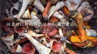 河北可以种植什么品种的菌类食品