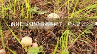 云南村民挖到5斤重鸡枞菌王，后来是怎么处理的呢？