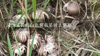 又细又长的白色蘑菇是什么蘑菇？