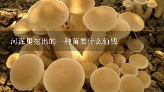 河泥里挖出的一种菌类什么值钱