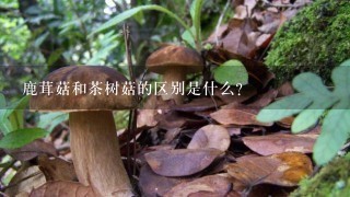 鹿茸菇和茶树菇的区别是什么？