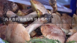 肉苁蓉的功效与作用有哪些？