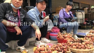 茶树菇长什么样子图片，干茶树菇图片