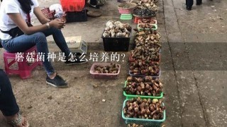 蘑菇菌种是怎么培养的？