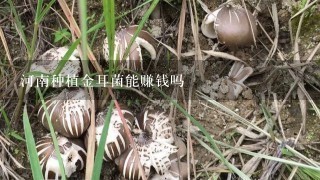 河南种植金耳菌能赚钱吗