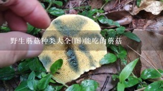 野生蘑菇种类大全(图)能吃的蘑菇