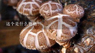 这个是什么蘑菇？