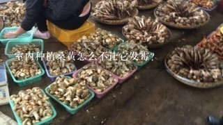 室内种植桑黄怎么不让它发霉？