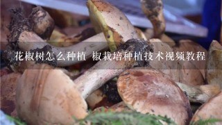 花椒树怎么种植 椒栽培种植技术视频教程