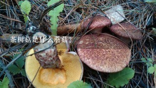 茶树菇是什么蘑菇？