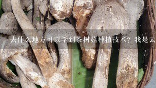 去什么地方可以学到茶树菇种植技术？我是云南红河谢谢