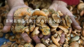 茶树菇容易受潮生虫有什么办法？