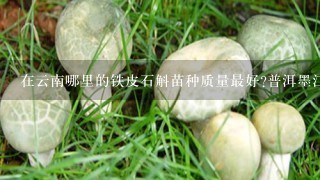 在云南哪里的铁皮石斛苗种质量最好?普洱墨江附近有自信的来一个。