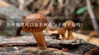 鱼火锅里可以放茶树菇与干滑子菇吗？