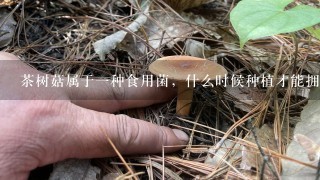 茶树菇属于一种食用菌，什么时候种植才能拥有高产量