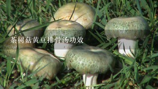 茶树菇黄豆排骨汤功效