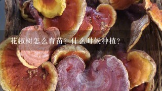 花椒树怎么育苗？什么时候种植？