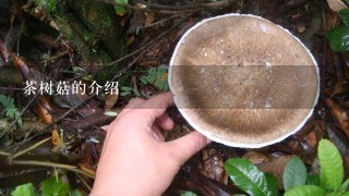 茶树菇的介绍