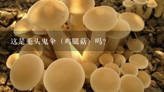 这是毛头鬼伞（鸡腿菇）吗？