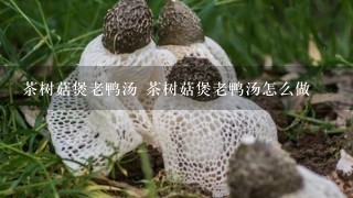 茶树菇煲老鸭汤 茶树菇煲老鸭汤怎么做