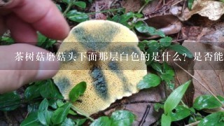 茶树菇磨菇头下面那层白色的是什么？是否能吃？