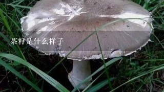 茶籽是什么样子