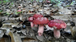 谁知道这是什么菇？有没有毒？