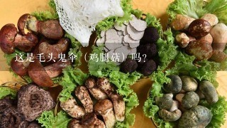 这是毛头鬼伞（鸡腿菇）吗？