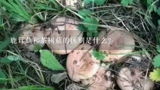 鹿茸菇和茶树菇的区别是什么?