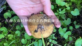 在南方农村种植什么药物最赚钱