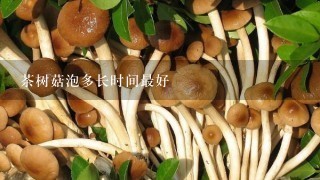 茶树菇泡多长时间最好