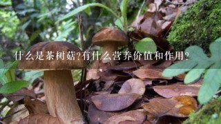 什么是茶树菇?有什么营养价值和作用?