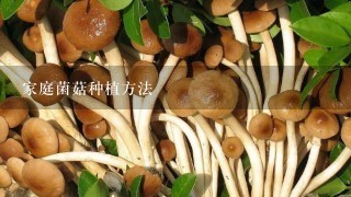 家庭菌菇种植方法