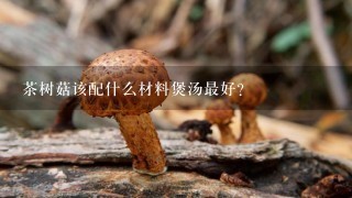 茶树菇该配什么材料煲汤最好？