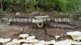 各种各样的菌菇类可以放在一起做汤吗？