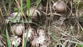 野生菌十大名菌