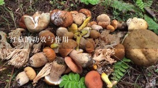 红菇的功效与作用